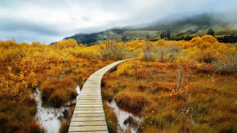 tax advice immigration aip visa banking new zealand